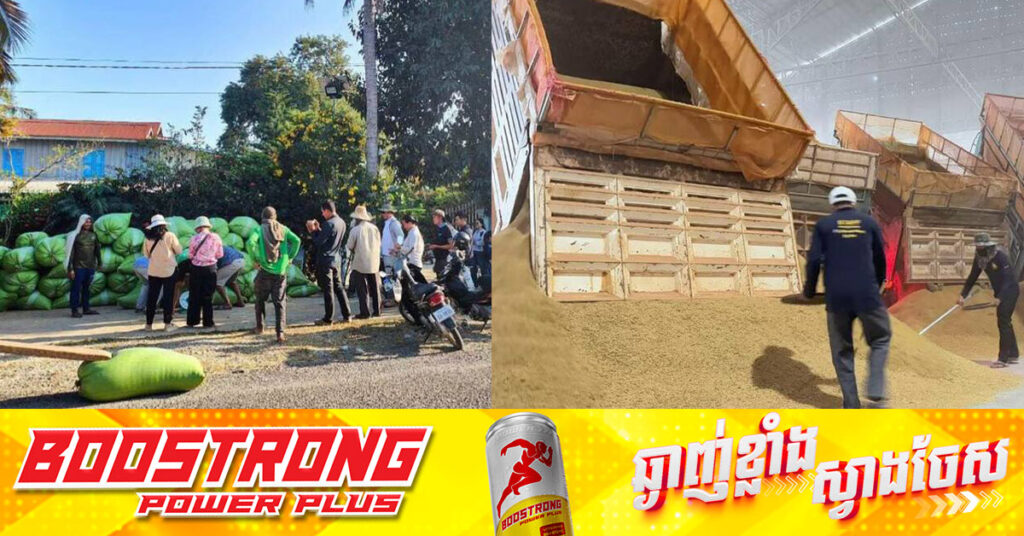 ក្រុមហ៊ុននាំចេញអង្ករ និងរោងម៉ាស៊ីនកិនស្រូវក្នុងស្រុក ប្រកាសទិញស្រូវ OM ពីកសិករ ដែលកំពុងបាត់បង់ទីផ្សារ