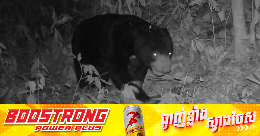 វត្តមាន ខ្លាឃ្មុំតូច ត្រូវបានប្រទះឃើញ នៅដែនជម្រកសត្វព្រៃភ្នំព្រិច