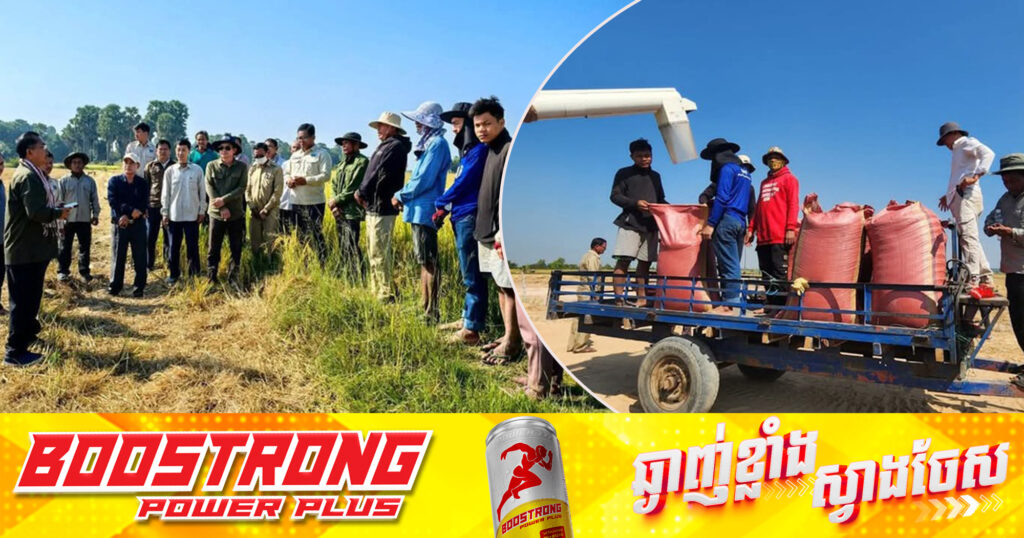 មន្ត្រីជាន់ខ្ពស់នៃក្រសួងកសិកម្ម ចុះពិនិត្យការប្រមូលផលស្រូវរបស់ប្រជាកសិករស្ថិតនៅខេត្តសៀមរាប