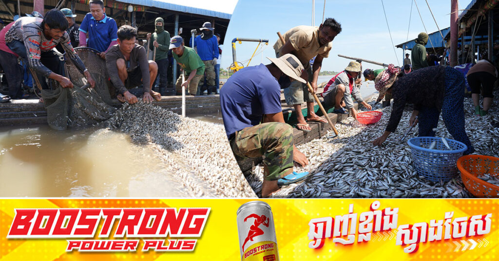 ទិន្នផលត្រីក្នុងឆ្នាំនេះ តាមការសន្និដ្ឋានបឋម ផលត្រីមានការកើនឡើងជាងឆ្នាំមុនប្រមាណ ១០ភាគរយ