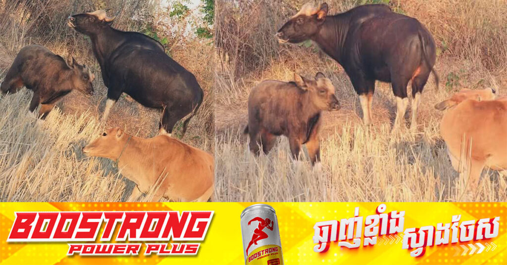 រកឃើញវត្តមានសត្វខ្ទីងមេ-កូន តែងដើរជាមួយហ្វូងគោអ្នកស្រុកក្នុងខេត្តព្រះវិហារ