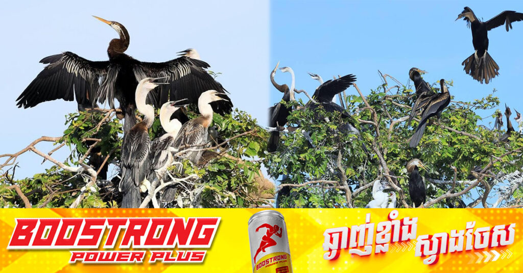 បច្ចុប្បន្នកម្ពុជា មានសត្វស្មោយ ចំនួន ៦០០០គូ កំពុងបន្តពូជពងកូន នៅតំបន់រ៉ាមសារព្រែកទាល់ (បឹងទន្លេសាប)