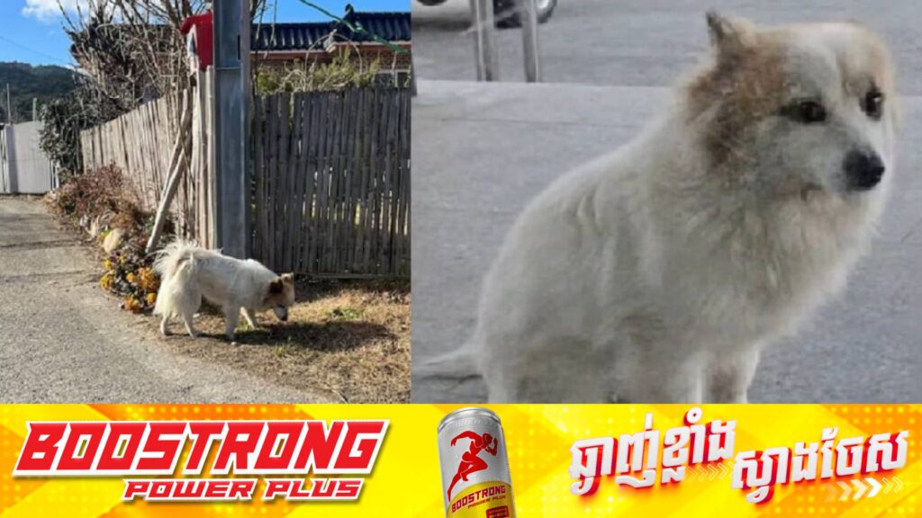 ស្រណោះណាស់! មួយគ្រួសារបាត់បង់ជីវិតទាំងអស់ក្នុងហេតុការណ៍ធ្លាក់យន្តហោះនៅកូរ៉េ​ បន្សល់ទុកសត្វឆ្កែមួយក្បាលឱ្យនៅរង់ចាំម្ចាស់យ៉ាងសោកសង្រែង