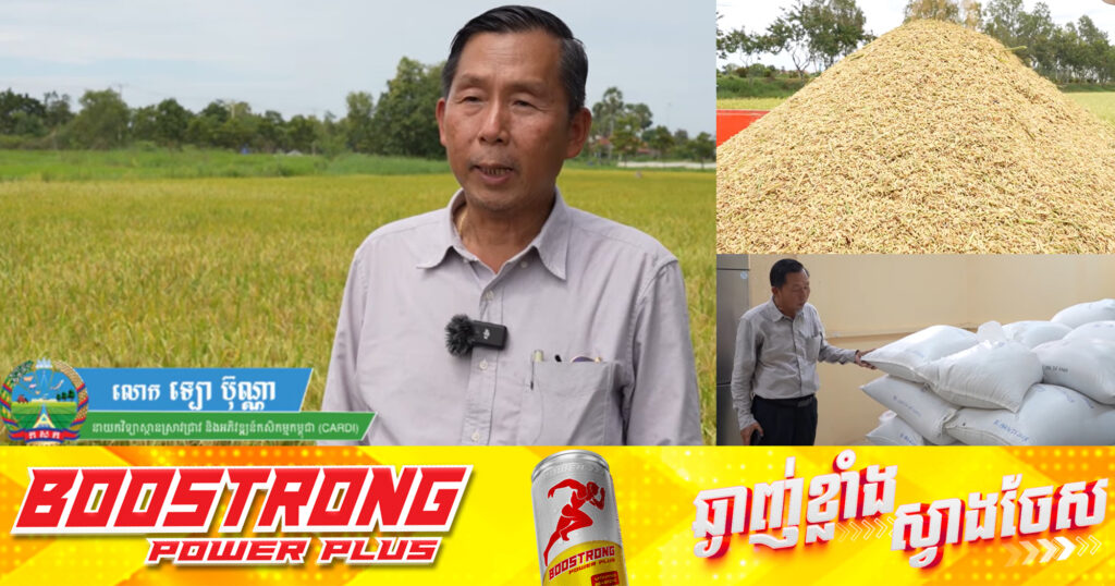 ពូជស្រូវសែនក្រអូប០១ កំពុងមានការចាប់អារម្មណ៍ខ្លាំងលើទីផ្សារអន្តរជាតិ