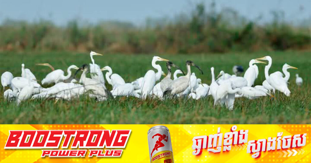 សត្វស្លាបប្រមាណជាង ១៣២ ប្រភេទ បង្ហាញវត្តមាន នៅតំបន់ការពារទេសភាពបឹងព្រែកល្ពៅ ក្នុងភូមិសាស្រ្ត ស្រុកបូរីជលសារ
