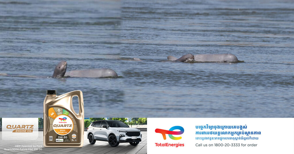 កូនផ្សោតកើតថ្មី ១ក្បាលនៅអន្លង់កាំពី ខេត្តក្រចេះ ជាកូនផ្សោតទី៥ ដែលបានកើតនៅដើមឆ្នាំ ២០២៥