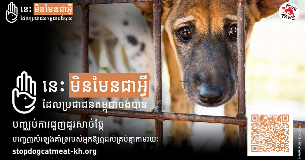 អង្គការ FOUR PAWS អំពាវនាវឱ្យមានការចូលរួម៖ យុទ្ធនាការបញ្ឈប់ការជួញដូរសាច់សត្វឆ្កែនៅប្រទេសកម្ពុជា