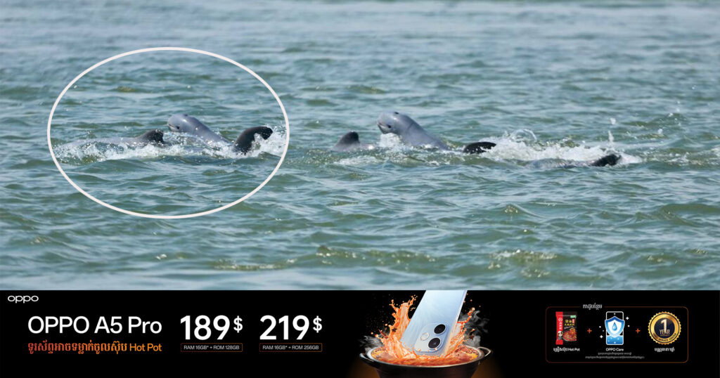អបអរសាទរ! ចំនួនសត្វផ្សោតទន្លេមេគង្គនៅកម្ពុជា កើនដល់ ១១០ក្បាល ក្រោយប្រទះឃើញកូនផ្សោតកើតថ្មីមួយក្បាលទៀត នៅថ្ងៃទី០៤ ខែមេសា ឆ្នាំ២០២៥
