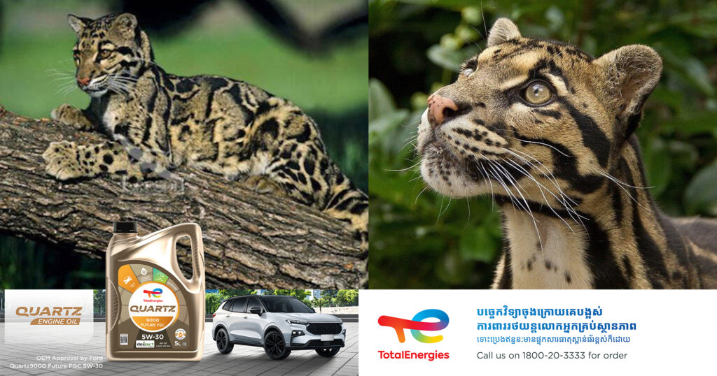 ខ្លាពពកជាសត្វកម្រ និងត្រូវបានគេឃើញមានរស់នៅតំបន់ការពារនានាក្នុងប្រទេសកម្ពុជា