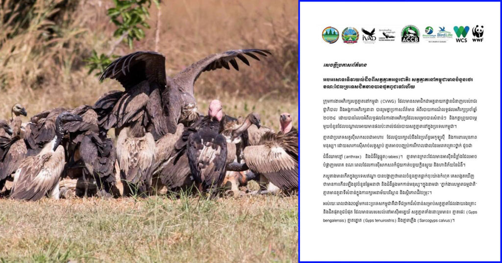 អបអរសាទរទិវាយល់ដឹងពីសត្វត្មាតអន្តរជាតិ៖ សត្វ «ត្មាត» នៅកម្ពុជាមានចំនួន ១៤៣ក្បាល ដែលជាចំនួនថេរ ខណៈប្រទេសជិតខាងបានផុតពូជទៅហើយ