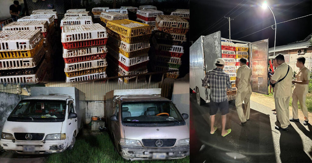 សមត្ថកិច្ចជំនាញ ចុះចាប់រថយន្តចំនួន ២គ្រឿង ដឹកសត្វមាន់រស់ចំនួន ១៦៧០ក្បាល ចេញពីប្រទេសវៀតណាម ដោយគ្មានលិខិតអនុញ្ញាត