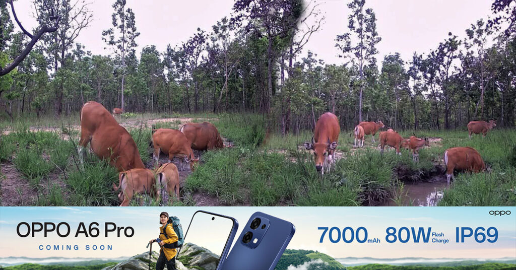 អង្គការ Wildlife រកឃើញចំនួនទន្សោងមួយចំនួនធំគួរឱ្យកត់សម្គាល់