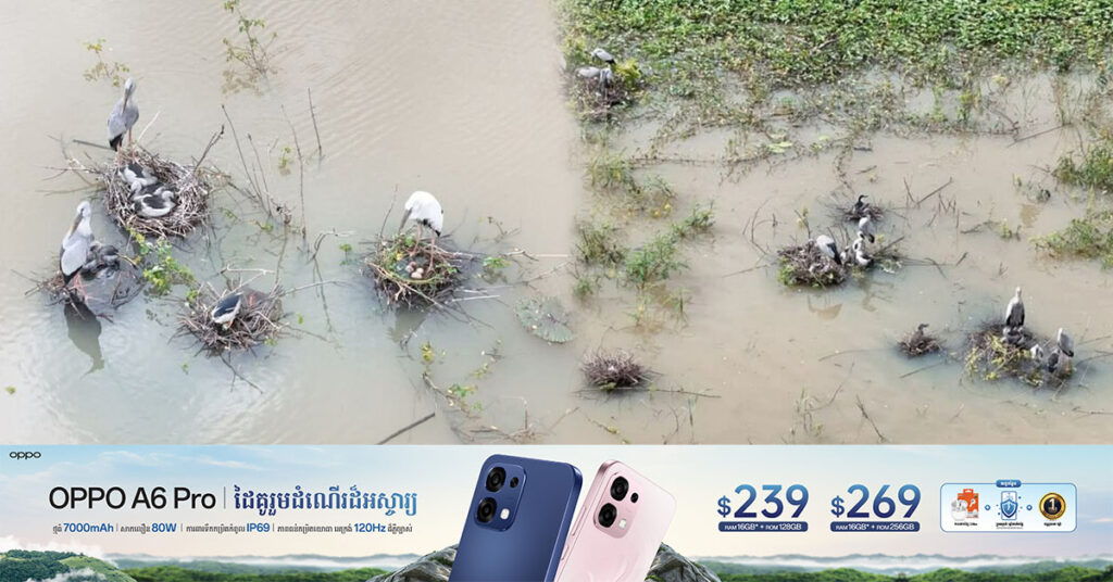 អង្គការ NatureLife៖ សំបុកសត្វស្លាបរាប់រយត្រូវបានបំផ្លាញដោយទឹកជំនន់ នៅតំបន់ទេសភាពការពារបឹងព្រែកល្ពៅ