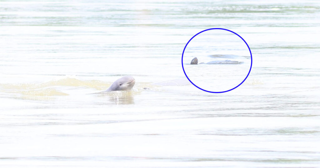 កម្ពុជា ទទួលបានជោគជ័យជាប្រវត្តិសាស្រ្ត ដែលពុំមានករណីផ្សោតស្លាប់ពេញ ១ឆ្នាំ គិតក្នុងកំណត់ត្រារយៈពេលជាង ២០ឆ្នាំចុងក្រោយ