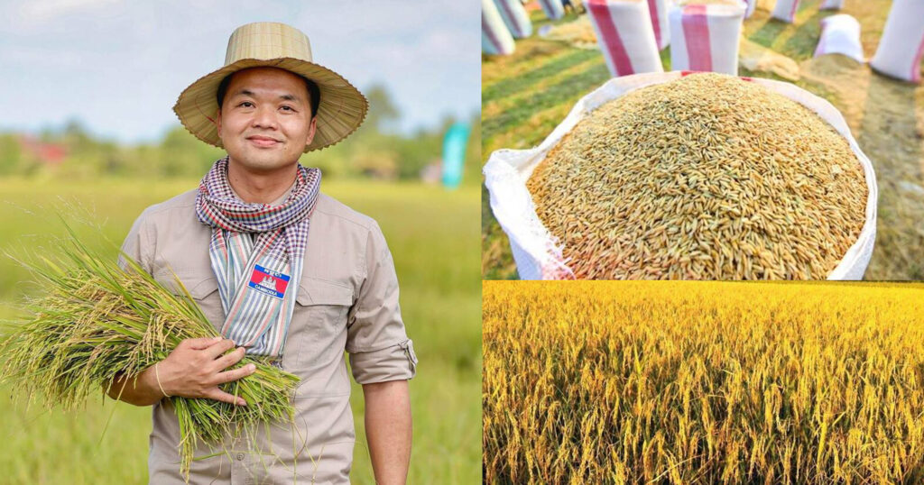 អ្នកនាំពាក្យក្រសួងកសិកម្ម៖ ស្រូវចំនួន ១៤.០០០តោន នឹងប្រមូលទិញបន្ថែមទៀតនៅថ្ងៃស្អែក