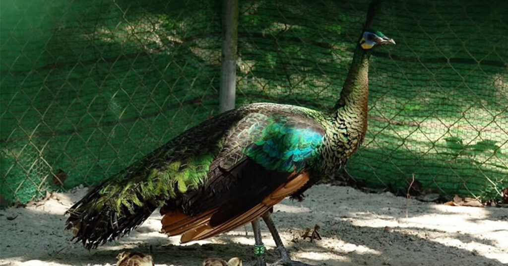 កូនសត្វក្ងោកជិតផុតពូជលើលោក ដែលស្ថិតក្នុងបញ្ជីក្រហមIUCN ចំនួន៧ក្បាល ត្រូវបានបង្កាត់ពូជបាននៅកម្ពុជា