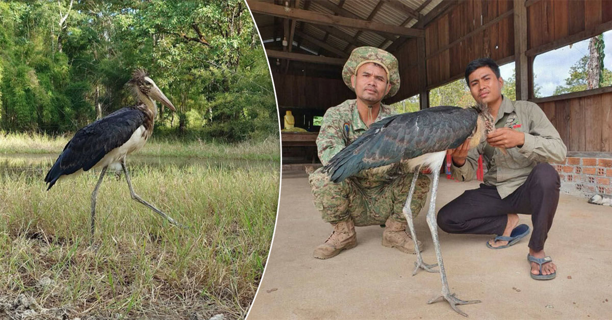 កូនត្រដក់តូចត្រូវបានសង្គ្រោះ និងដោះលែងនៅទីតាំងគម្រោងរេដបូកដែនជម្រកសត្វព្រៃលំផាត់