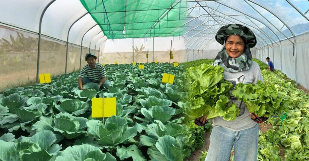 ក្រសួងកសិកម្ម មានផែនការកែច្នៃសហគមន៍កសិកម្មទំនើប «បន្លែផ្ទះសំណាញ់ត្រាំកក់»