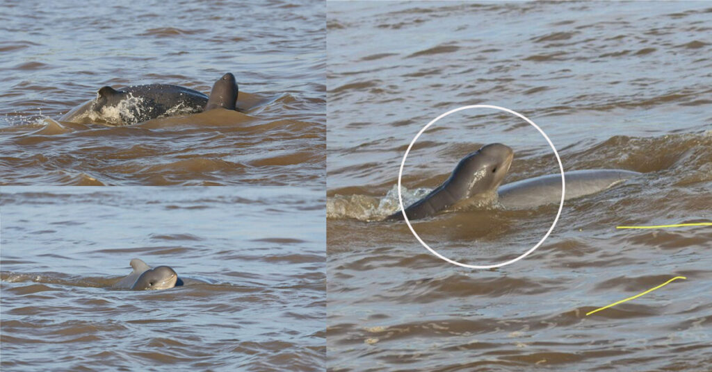 កម្ពុជាស្វាគមន៍កំណើតកូនផ្សោតថ្មីទី៨ នៅអន្លង់កាំពី ខេត្តក្រចេះ កាលពីថ្ងៃទី ១ ខែធ្នូ