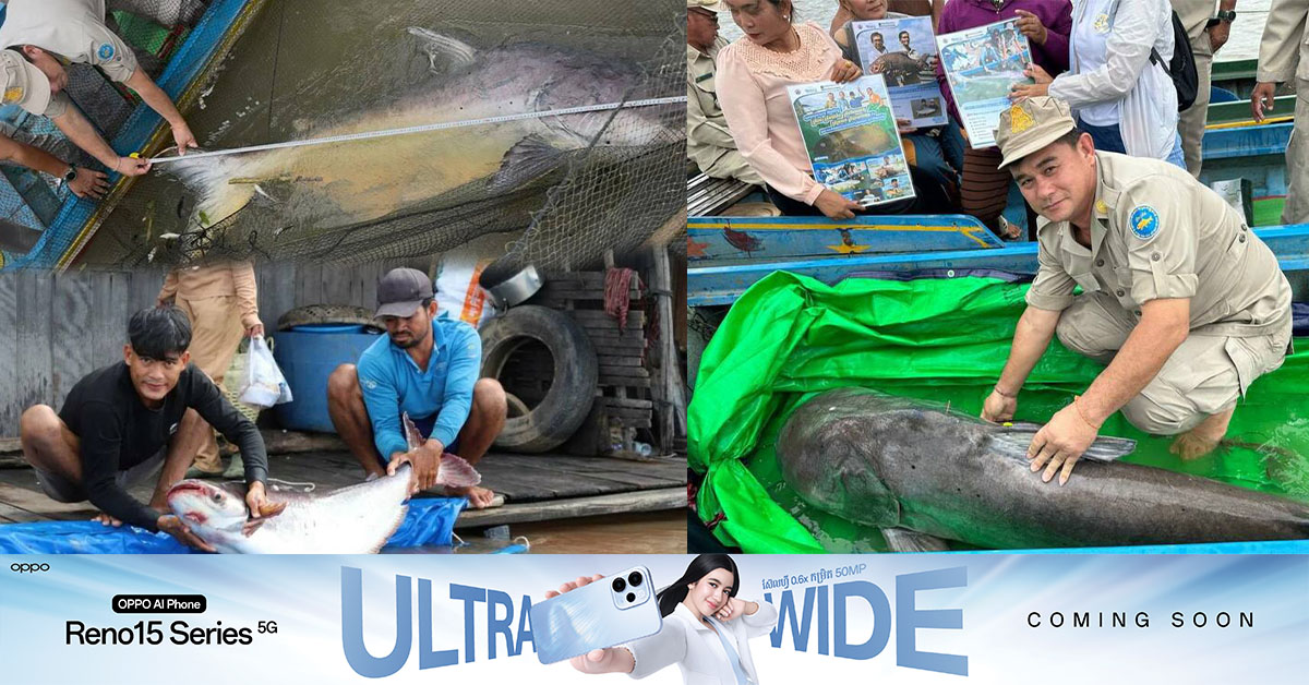 ត្រីរាជប្រភេទធំៗចំនួន ៥ក្បាល ត្រូវបាននេសាទហើយប្រលែងចូលបឹងធម្មជាតិវិញកាលពីឆ្នាំ ២០២៥