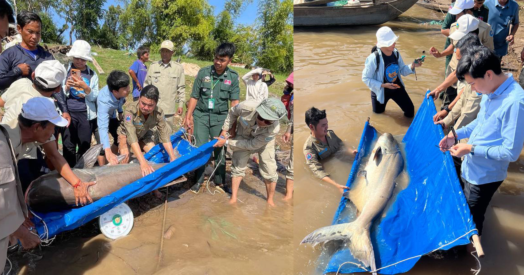 ប្រជានេសាទ នេសាទបានត្រីរាជ ទម្ងន់ ៦៣គីឡូក្រាម បានប្រគល់ឲ្យរដ្ឋបាលខណ្ឌជលផលកំពង់ចាម លែងចូលទន្លេវិញ