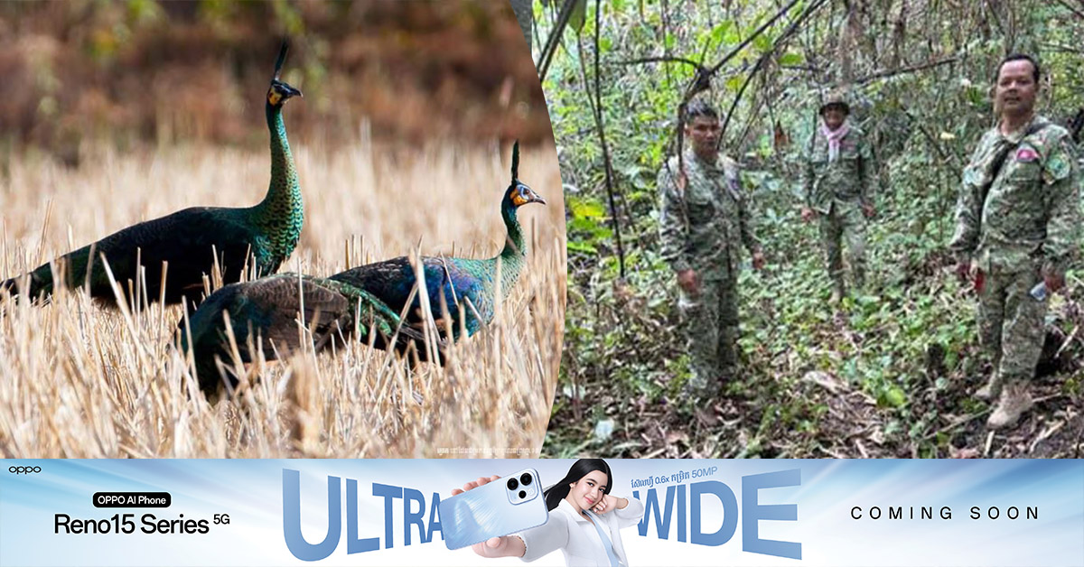 ប្រទះឃើញសត្វក្ងោកបៃតង ប្រមាណ២០ក្បាល ដែលជាប្រភេទជិតផុតពូជ ក្នុងដែនជម្រកសត្វព្រៃភ្នំឱរ៉ាល់