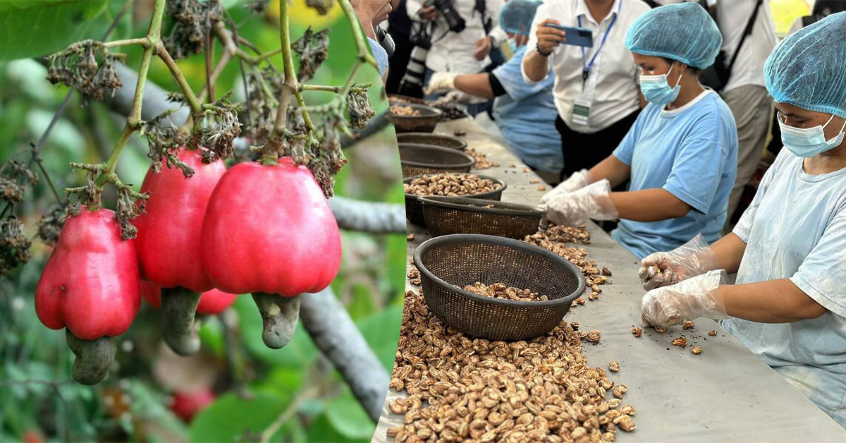 ឆ្នាំ២០២៥ កម្ពុជាផលិតគ្រាប់ស្វាយចន្ទីឆៅបានជាង១លានតោន រកចំណូលបានប្រមាណ១,៥ ពាន់លានដុល្លារ