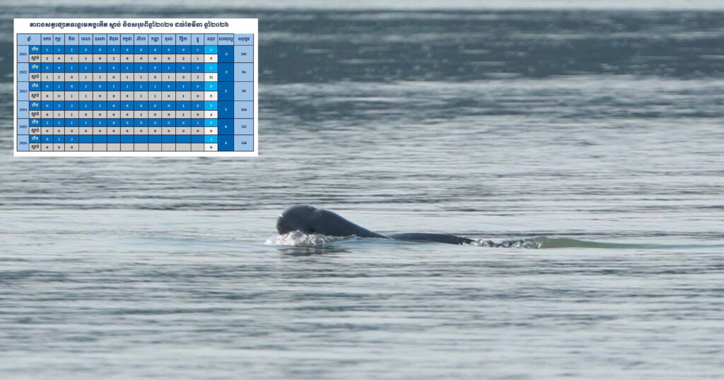 ដំណឹងល្អផ្ទួនៗ! កូនផ្សោតកើតថ្មី ១ក្បាល ប្រទះឃើញនៅអន្លង់កោះសន្ទក់ ភូមិស្វាយ ឃុំកោះស្រឡាយ ស្រុកសៀមបូក ខេត្តស្ទឹងត្រែង នាថ្ងៃទី២១ ខែមីនា ឆ្នាំ២០២៦