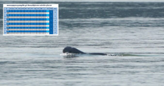 ដំណឹងល្អផ្ទួនៗ! កូនផ្សោតកើតថ្មី ១ក្បាល ប្រទះឃើញនៅអន្លង់កោះសន្ទក់ ភូមិស្វាយ ឃុំកោះស្រឡាយ ស្រុកសៀមបូក ខេត្តស្ទឹងត្រែង នាថ្ងៃទី២១ ខែមីនា ឆ្នាំ២០២៦