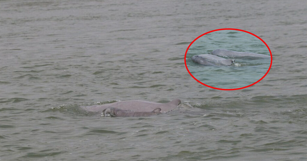 កូនផ្សោតកើតថ្មី ១ក្បាលនៅអន្លង់ផ្សោតកាំពី ភូមិសំបុក ឃុំសំបុក ស្រុកចិត្របុរី ខេត្តក្រចេះ