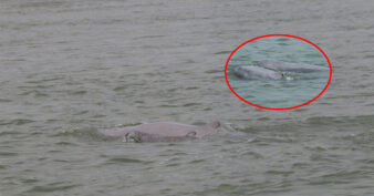 កូនផ្សោតកើតថ្មី ១ក្បាលនៅអន្លង់ផ្សោតកាំពី ភូមិសំបុក ឃុំសំបុក ស្រុកចិត្របុរី ខេត្តក្រចេះ