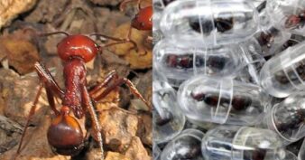 ស្រមោចកម្រមួយប្រភេទកំពុងត្រូវប៉ាន់ខ្លាំង មួយក្បាលតម្លៃ ២២០ ដុល្លារ