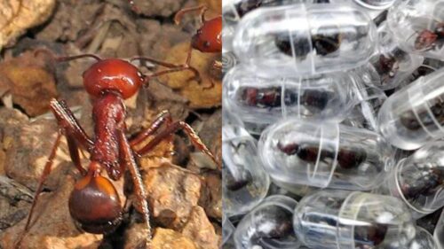 ស្រមោចកម្រមួយប្រភេទកំពុងត្រូវប៉ាន់ខ្លាំង មួយក្បាលតម្លៃ ២២០ ដុល្លារ