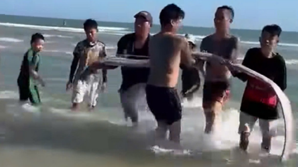 ត្រី Oarfish ប្រវែង ៤ម៉ែត្រ ទម្ងន់ ២០គីឡូក្រាម​ មួយក្បាលផុសអណ្តែតនៅឆ្នេរសមុទ្រ នាភាគខាងត្បូងប្រទេសវៀតណាម