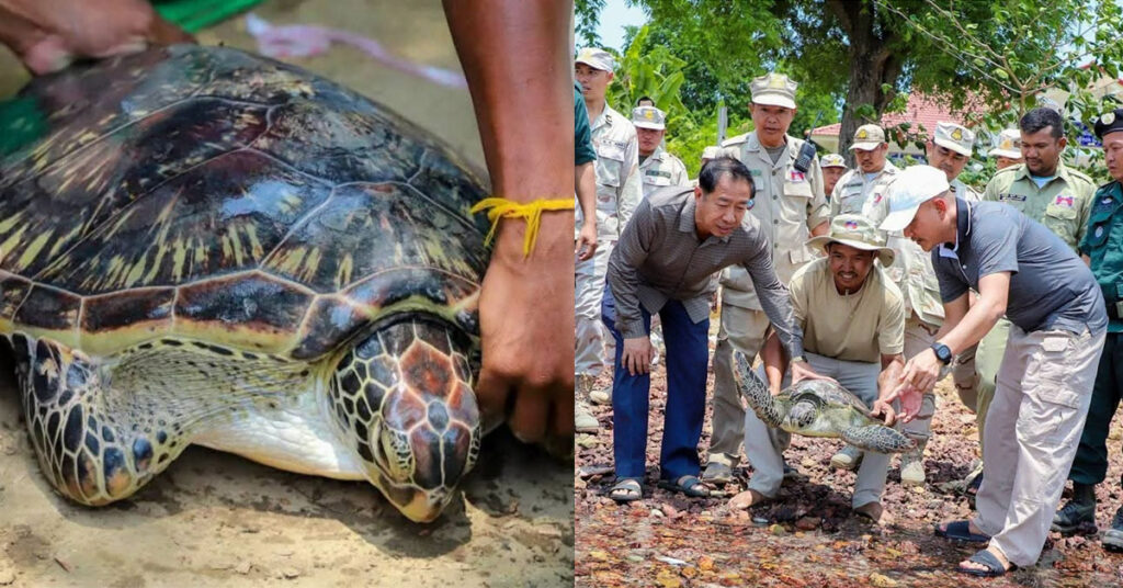 សត្វល្មិច ឬ អណ្ដើកសមុទ្រ មួយក្បាលត្រូវអាជ្ញាធរខេត្តកែប លែងឱ្យចូលក្នុងដែនសមុទ្យធម្មជាតិវិញ
