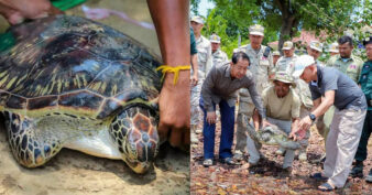 សត្វល្មិច ឬ អណ្ដើកសមុទ្រ មួយក្បាលត្រូវអាជ្ញាធរខេត្តកែប លែងឱ្យចូលក្នុងដែនសមុទ្យធម្មជាតិវិញ