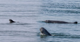 ប្រទះឃើញកូនផ្សោតកើតថ្មី ១ក្បាលនៅអន្លង់ផ្សោតកាំពី ខេត្តក្រចេះ ខណៈចំនួនផ្សោតទន្លេមេគង្គនៅកម្ពុជាកើនឡើងដល់ ១១៧ក្បាល