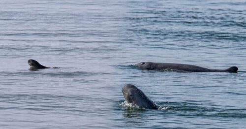 ប្រទះឃើញកូនផ្សោតកើតថ្មី ១ក្បាលនៅអន្លង់ផ្សោតកាំពី ខេត្តក្រចេះ ខណៈចំនួនផ្សោតទន្លេមេគង្គនៅកម្ពុជាកើនឡើងដល់ ១១៧ក្បាល