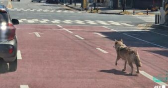 កូរ៉េខាងត្បូងសម្រេចបិទសាលារៀននិងដាក់ពង្រាយកងកម្លាំងជាង ៣០០នាក់ ក្រោយមានសត្វចចកមួយក្បាលរួចពីសួនសត្វ