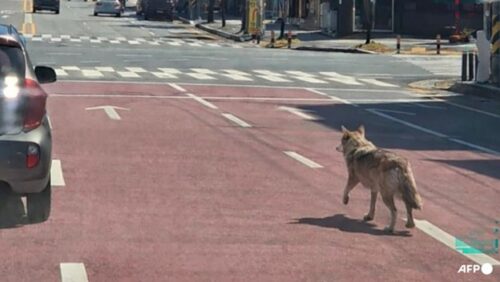 កូរ៉េខាងត្បូងសម្រេចបិទសាលារៀននិងដាក់ពង្រាយកងកម្លាំងជាង ៣០០នាក់ ក្រោយមានសត្វចចកមួយក្បាលរួចពីសួនសត្វ