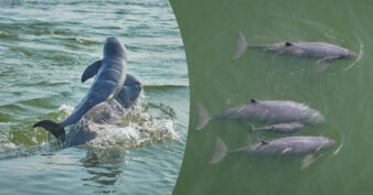 កំណើតកូនផ្សោតទន្លេមេគង្គទី៦ នាំមកនូវក្តីសង្ឃឹមសម្រាប់ការអភិរក្សនៅដើមឆ្នាំ២០២៦