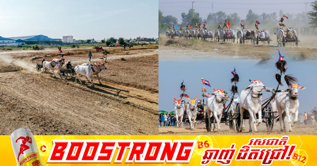 ព្រឹត្តិការណ៍ប្រណាំងរទេះសាឡីគោលឿននៅខេត្តកំពង់ស្ពឺឆ្នាំនេះ គគ្រឹកគ្រេងជាងឆ្នាំមុន