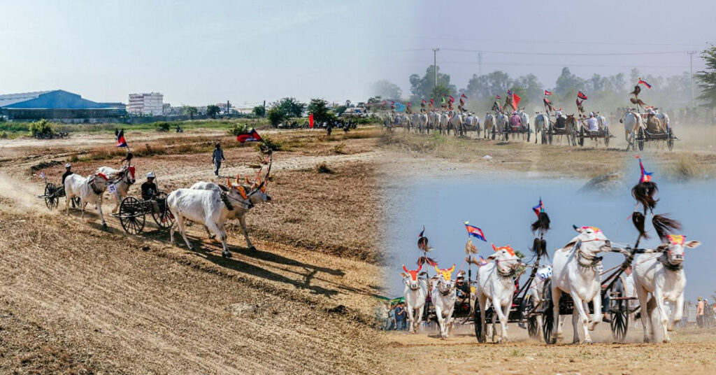 ព្រឹត្តិការណ៍ប្រណាំងរទេះសាឡីគោលឿននៅខេត្តកំពង់ស្ពឺឆ្នាំនេះ គគ្រឹកគ្រេងជាងឆ្នាំមុន